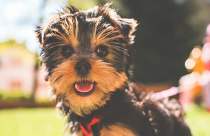 Cute Puppy for sales