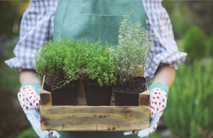 Insight of the Week: Cultivating the Gardeners