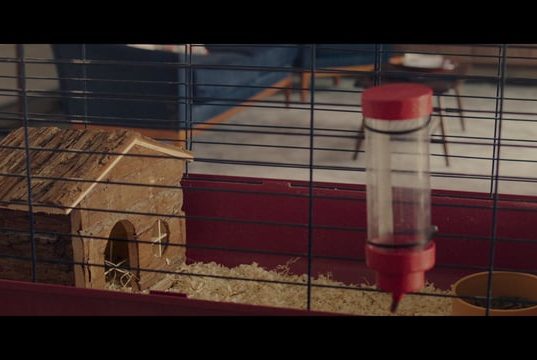 Agents in the Field – Boys and Girls