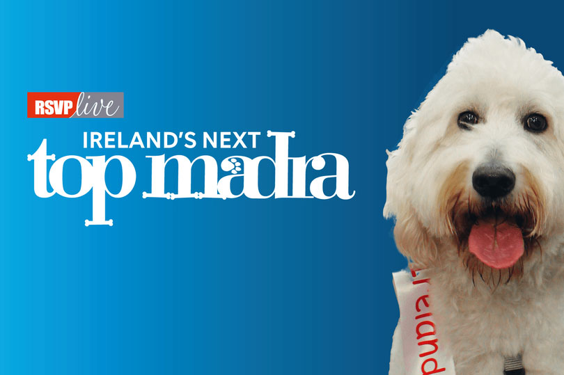 Dog Days are Never Over as RSVP Returns with Ireland’s Top Madra