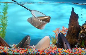 Deadline For Kinsale Shark Awards Fast Approaching Deadline For Kinsale Shark Awards Fast Approaching