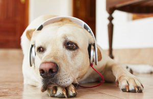 BBDO Dublin Creates Pooch Perfect Spotify Playlist For Storm Lorenzo BBDO Dublin Creates Pooch Perfect Spotify Playlist For Storm Lorenzo