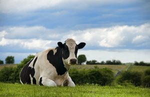 Irish Farmers Journal Grows Print Readership by 8,000 to 263,000 Irish Farmers Journal Grows Print Readership by 8,000 to 263,000