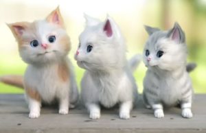 Bloom Rolls Out New Campaign for KittenSoft