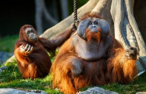 DMG Media Joins the Effort to save Dublin Zoo with Media Campaign