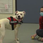 24-HOUR-PET-EMERGENCY-(1)