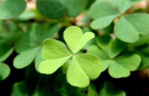 Opinion: Be a Shamrock in a Time of Darkness