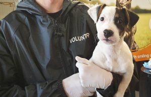 Boys+Girls Wins DSPCA Creative Account