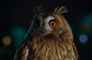 Boys+Girls Launches New Campaign for Streaming Service NOW