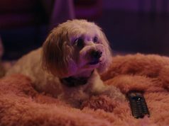 Core Campaign for Currys Puts Family’s Dream TV in the Spotlight