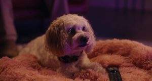 Core Campaign for Currys Puts Family’s Dream TV in the Spotlight
