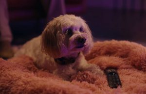 Core Campaign for Currys Puts Family’s Dream TV in the Spotlight