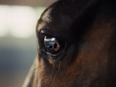 The Brill Building Rolls Out New Creative for the RDS & Gallagher Dublin Horse Show