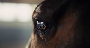 The Brill Building Rolls Out New Creative for the RDS & Gallagher Dublin Horse Show