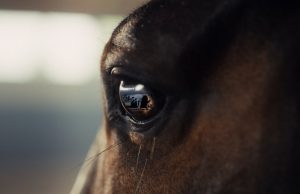 The Brill Building Rolls Out New Creative for the RDS & Gallagher Dublin Horse Show