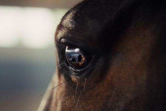 The Brill Building Rolls Out New Creative for the RDS & Gallagher Dublin Horse Show