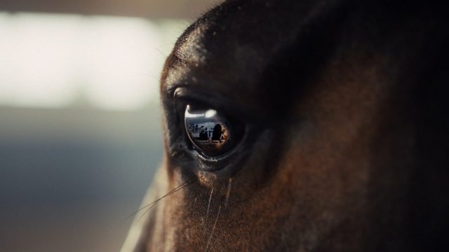 The Brill Building Rolls Out New Creative for the RDS & Gallagher Dublin Horse Show