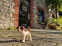 The Public House Wins NSPCA Fundraising Account
